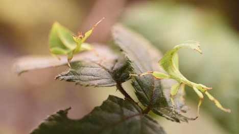 Two-green-leaf-stick-insects-move-very-slowly-on-bramble-leaves-camouflaged-on-the-leaf,-terrarium,-exotic-specie