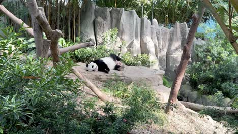 Zoom-in-shot-of-a-giant-panda,-ailuropoda-melanoleuca,-taking-an-afternoon-nap,-having-an-ugly-and-funny-sleeping-position-at-Singapore-zoo,-Mandai-wildlife-reserve,-Southeast-Asia
