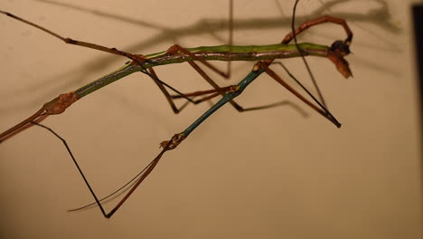 Two-exotic-green-and-blue-stick-insects-mate,-head-down