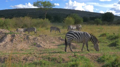 Zebras,-Die-In-Der-Afrikanischen-Safari-Masai-Mara-Weiden-Lassen
