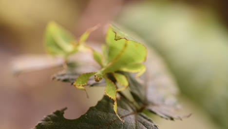 A-baby-green-leaf-stick-insect-moves-delicately-on-a-bramble-leaf-in-a-terrarium