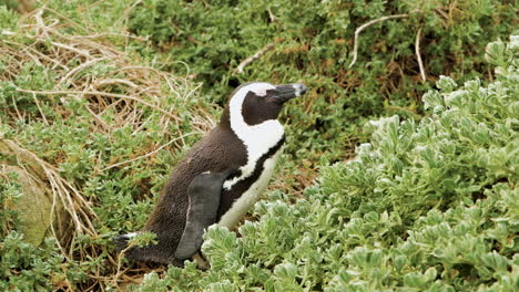 Penguin-in-dune-vegetation-looks-miserable-in-windy-weather