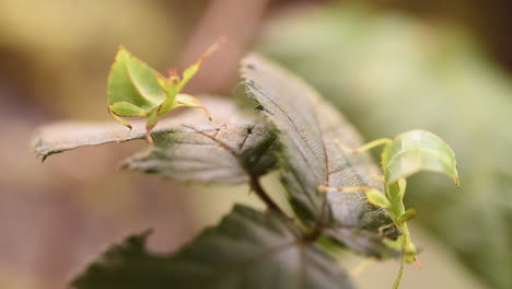 Zwei-Grüne-Blattstabschrecken-Bewegen-Sich-Sehr-Langsam-Auf-Auf-Dem-Blatt-Getarnten-Brombeerblättern,-Die-Sie-Bereits-Angeknabbert-Haben