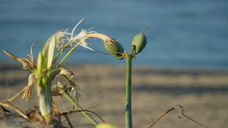 Dry-and-closed-sea-daffodil-undulating-in-the-wind,-Pancratium-maritimum-with-a-small-beach-with-golden-sand-and-a-blurry-water-movement-in-the-distance