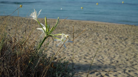 Graceful-flowers-of-the-sea-daffodil-along-the-beach,-Pancratium-maritimum-with-a-blurred-pink-female-tourist-passing-in-the-background