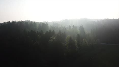 Panoramic-over-a-forest,-for-treetop-with-a-small-haze,fog,-Sunrise,-drone-aerial-view