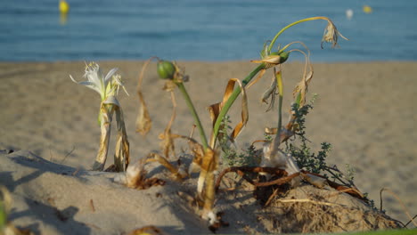 Dry-sea-daffodil,-Pancratium-maritimum-with-a-sandy-gold-beach-and-blurred-sea-movement-in-the-background