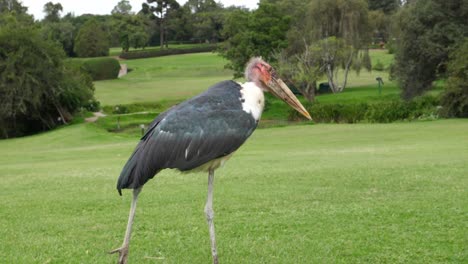 Marabou-Stork-Walking-On-Grass