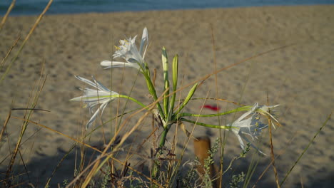 Beautiful-flowers-of-the-daffodil,-Pancratium-maritimum,-slowly-waving-in-the-wind-on-a-beach-with-the-sea-gently-moving-in-the-top-background