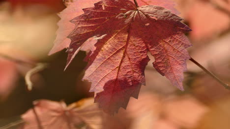 Ein-Lila-Schön-Gefärbtes-Blatt,-Bevor-Es-Im-Herbstwind-Vom-Baum-Fällt