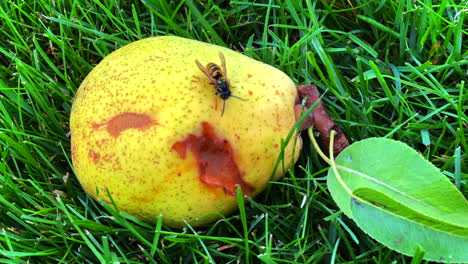 Wasps-eat-the-ripe-pears-that-have-fallen-from-the-tree