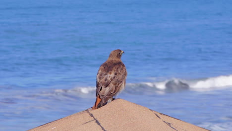 View-Behind-A-Red-tailed-Hawk-Perched-On-The-Roof-Of-A-Cabin-At-Steep-Ravine-Beach-In-California