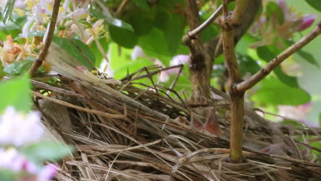 Extreme-close-up-of-parent-Female-red-winged-blackbird-protecting-their-hatchling-in-the-nest-over-the-tree