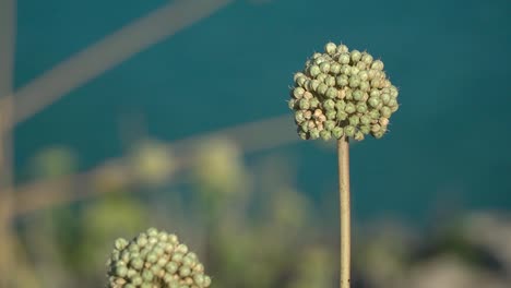 Close-up-of-an-Allium-antonii-bolosii-flower-endemic-to-Spain,-island-of-Menorca,-Balearic-Islands