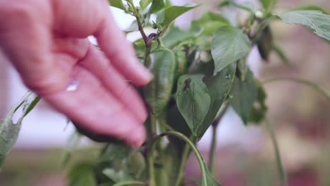 A-hand-checking-and-touching-homegrown-fresh-green-peppers-in-the-garden