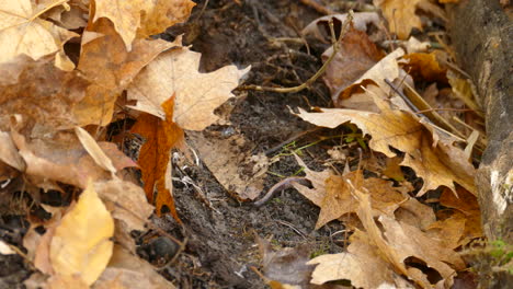 A-small-lizard-hiding-amongst-a-pile-of-dried-golden-maple-leaves-on-the-forest-floor