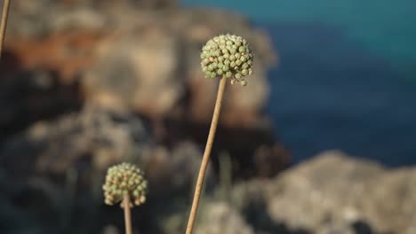 Nahaufnahme-Von-Allium-Antonii-Bolosi-Blumen,-Die-Zwischen-Den-Steinen-Am-Meer-Wachsen