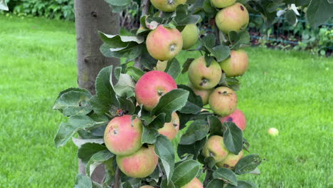 Reife-Äpfel-Lassen-Äste-Des-Apfelbaums-Biegen