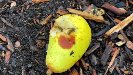 Wasps-eat-the-ripe-pears-that-have-fallen-from-the-tree-3
