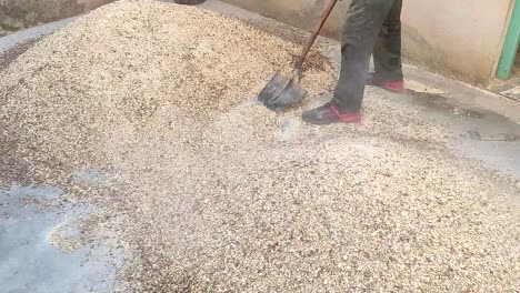 Close-up-shot-of-a-successful-man-farmer-mixing-crushed-ingredients-for-preparing-domestic-animal-feed-with-a-shovel-on-a-cattle-farm-1