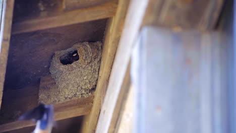 Barn-Swallow-Bird-Flew-Into-Its-Nest-With-Chick