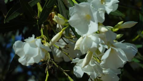 Weiße-Nerium-Oleander-Blüten-Wiegen-Sich-Im-Wind