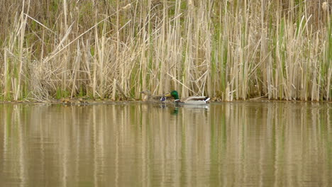 Panorama-of-Mallard-duck-and-her-offsprings,-floating-on-still-waters-of-wetland,-in-front-of-dry-bushes
