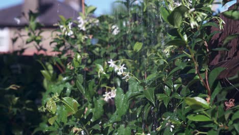 Jasminpflanze-Wächst-Mit-Frischen-Grünen-Blättern-Und-Weißen-Blumen,-Die-Bewässert-Werden