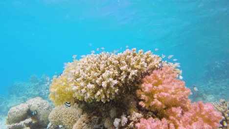 School-of-small-blue-fish-near-Acropora-coral-on-the-bottom-of-Red-Sea,-slow-motion