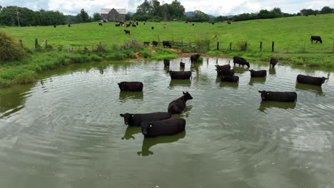 Rinder-Waten-Und-Schwimmen-In-Verschmutztem-Wasser-Durch-Wiesenweide
