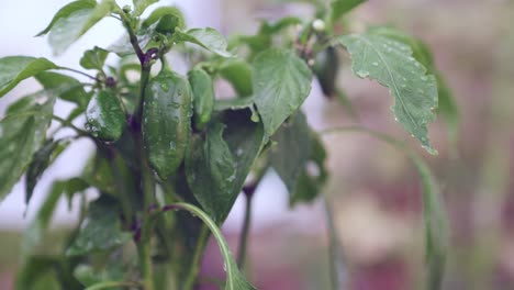 Water-dripping-of-fresh-dark-green-peppers-growing-in-the-garden