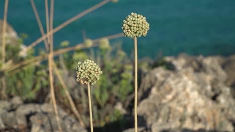 Allium-Antonii-Bolosii-Ist-Eine-Wilde-Zwiebel--Oder-Knoblauchart,-Die-In-Trockener-Und-Felsiger-Umgebung-Wächst