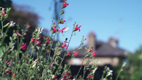 Red-and-white-Salvia-flowers-gently-moving-in-a-light-breeze-with-a-warm-feeling
