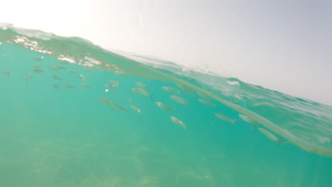 School-Of-Silverfish-Swimming-Beneath-Sea-Surface-In-Fuerteventura,-Spain