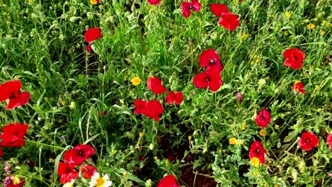 Poppy-red-anemone-Coronaria-and-blooming-medical-chamomiles-in-the-field
