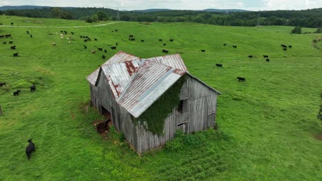 Rinder-Auf-Der-Amerikanischen-Farmranch