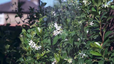Eine-Person,-Die-An-Einem-Warmen-Sommertag-Schöne-Weiße-Jasminblumen-Gießt