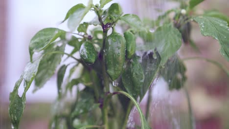 Watering-fresh-grown-plump-dark-green-peppers-on-the-plant