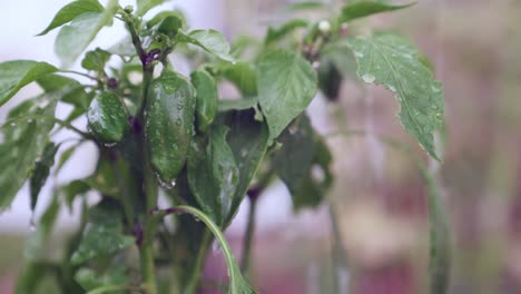 Watering-homegrown-fresh-dark-green-peppers-still-on-the-plant