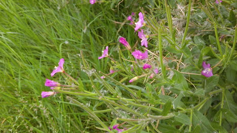 Pink-flowers-of-the-rosebay-willow-herb-on-a-grass-verge-of-the-England-countryside