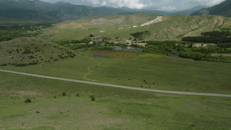 Grasende-Nutztiere-Auf-Einer-Weitläufigen-Weide-Und-Landschaft-In-Der-Nähe-Der-Gemeinde-Aspindza-In-Georgia