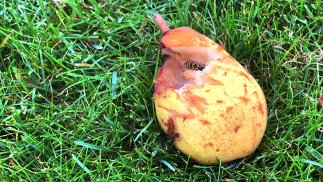 Wasps-eat-the-ripe-pears-that-have-fallen-from-the-tree-1