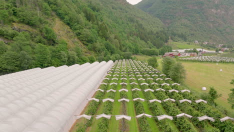 Rows-of-apple-orchard-and-plastic-tunnels-on-farm,-Laerdal-valley,-Norway