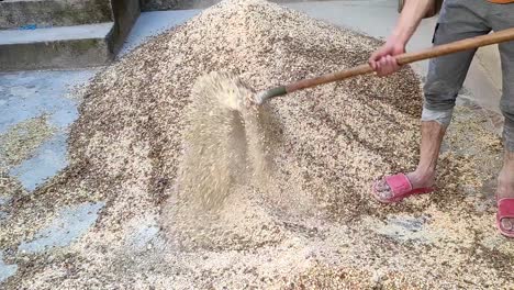 Close-up-shot-of-a-successful-man-farmer-mixing-crushed-ingredients-for-preparing-domestic-animal-feed-with-a-shovel-on-a-cattle-farm-2