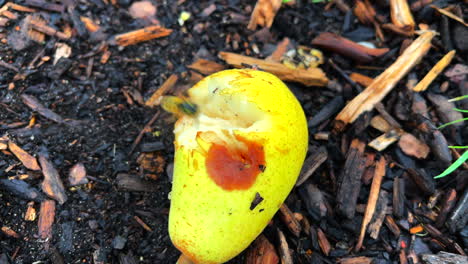 Wasps-eat-the-ripe-pears-that-have-fallen-from-the-tree-2