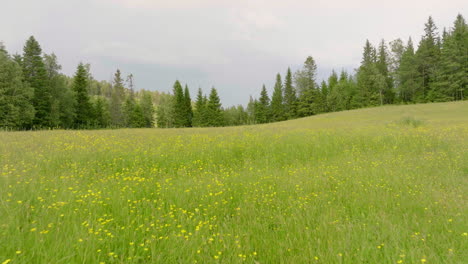 Grüne-Wiese-Mit-Gelben-Blüten-Im-Frühling,-Umgeben-Von-Wald