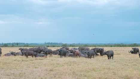 Herde-Afrikanischer-Büffel,-Masai-Mara-National-Reserve