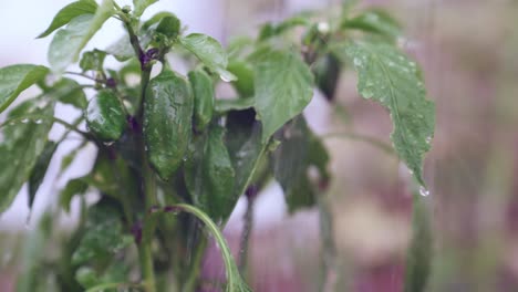 Fresh-dark-green-peppers-being-watered-with-water-droplets-running-off