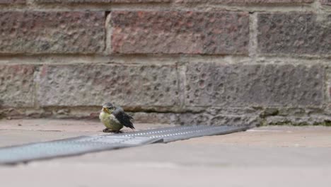 A-young,-baby-Blue-Tit-bird-moving-around-a-patio-and-chirping