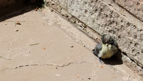 A-baby-Blue-Tit-bird-taking-shelter-by-a-brick-wall